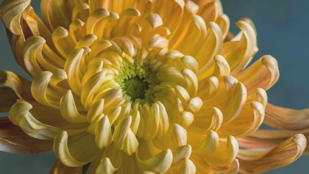 Close up picture of yellow chrysanthemum with dark blue background.