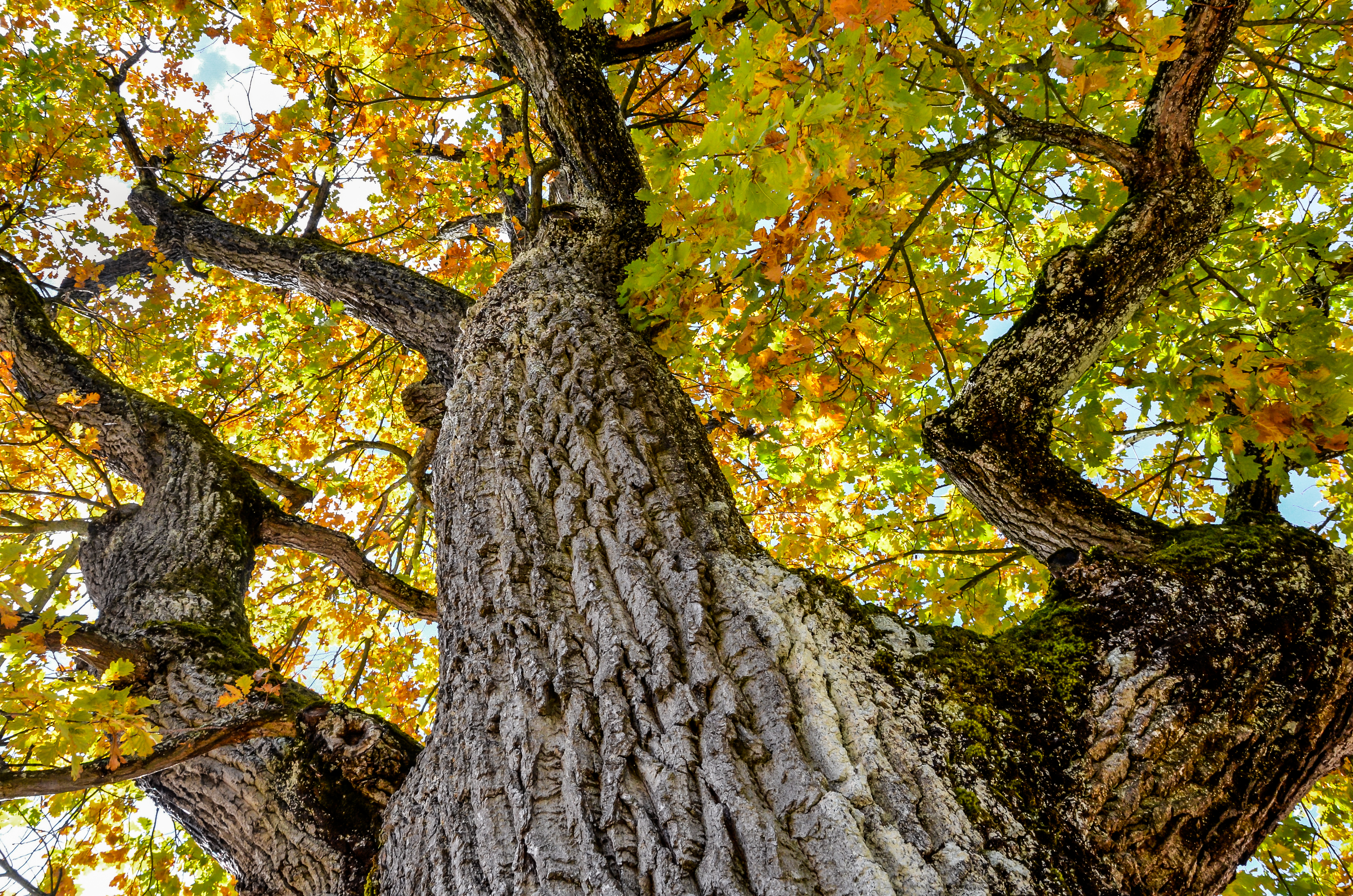 Picture looking up towards the top of a tree with yellow and green leaves.